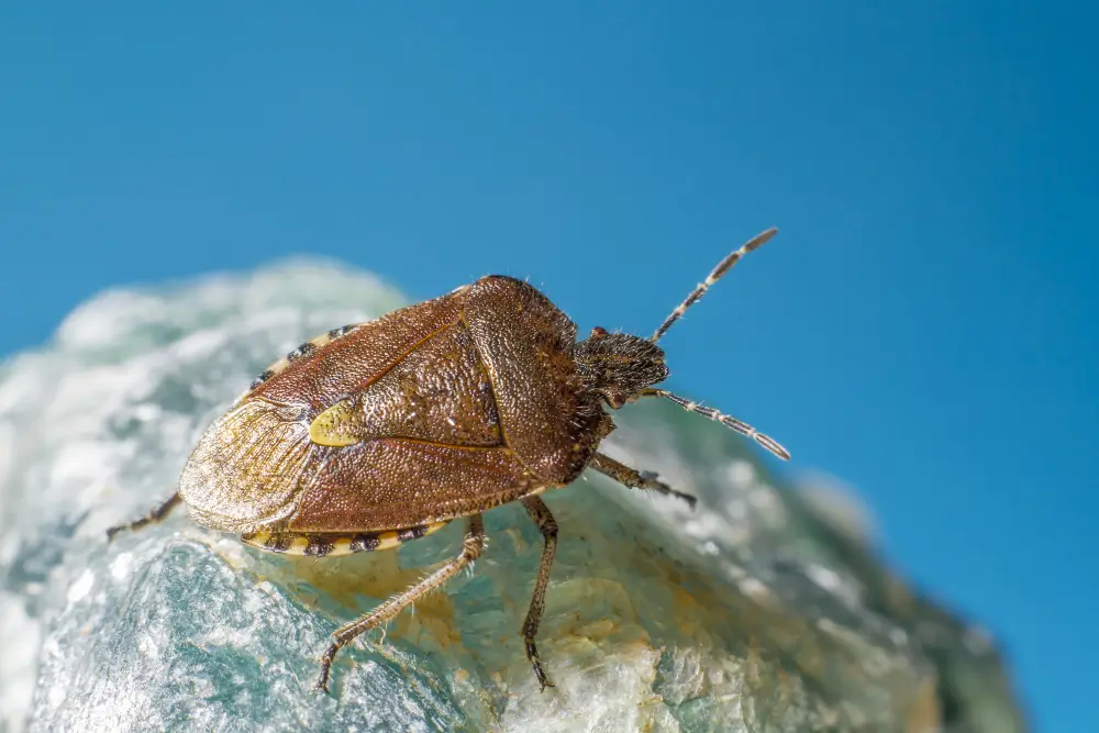 Bed Bugs Habits Behaviour