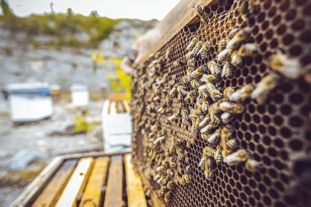 Beehive Removal